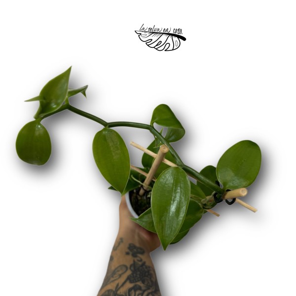 Vanilla Planifolia
