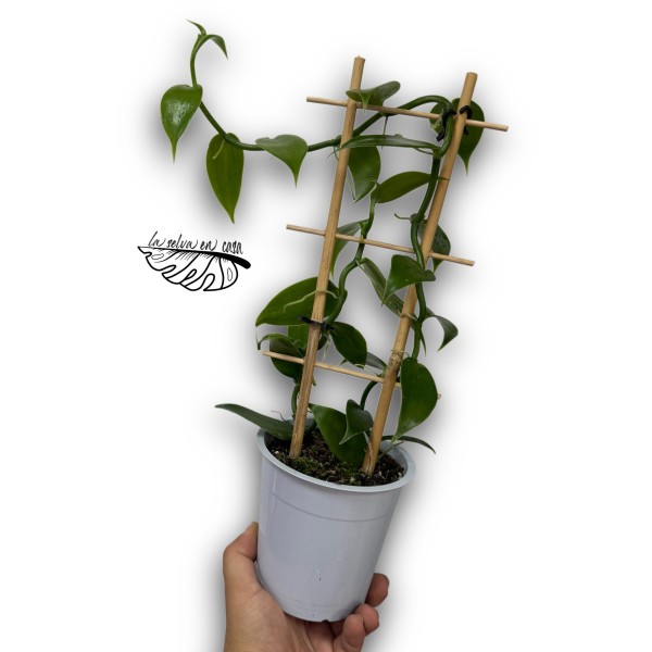 Vanilla Planifolia
