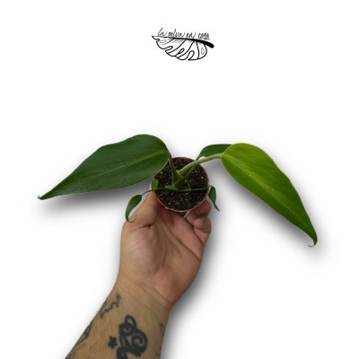 Monstera dilacerata Burle Marx Flame 2