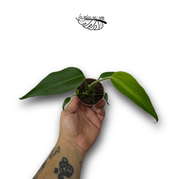 Monstera dilacerata Burle Marx Flame