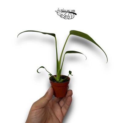 Monstera dilacerata Burle Marx Flame