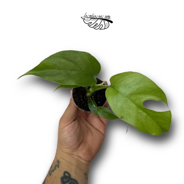 Monstera minima
