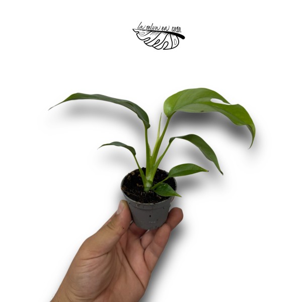 Monstera minima