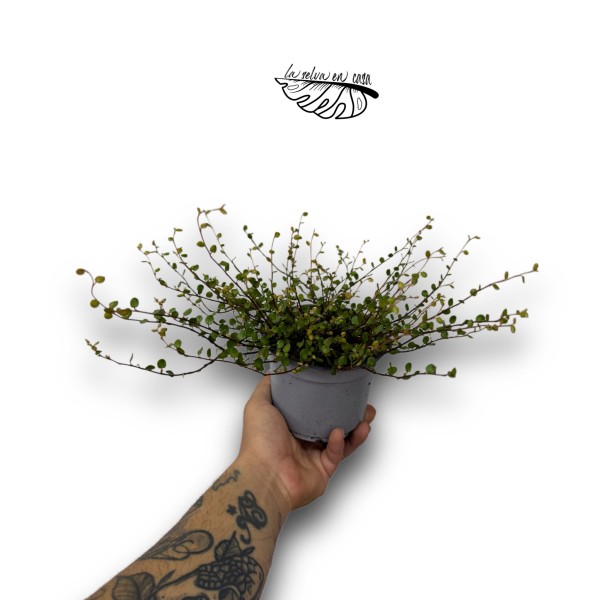Muehlenbeckia australis