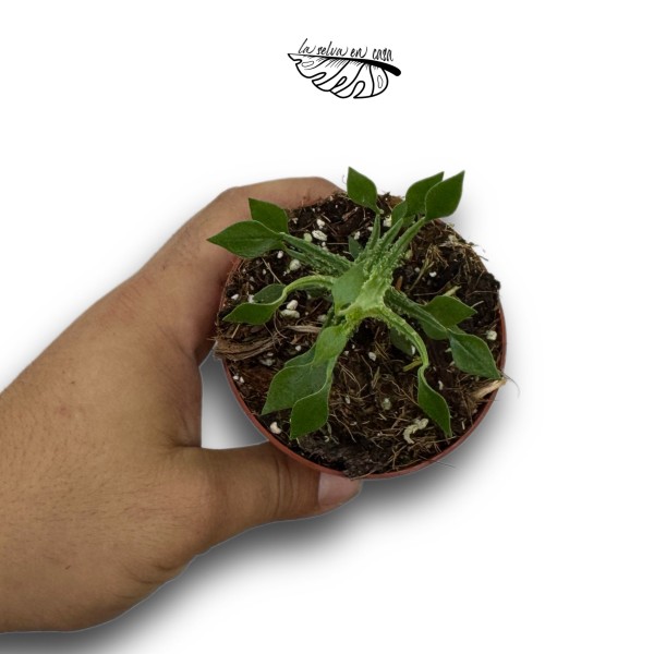 Ceropegia simoneae