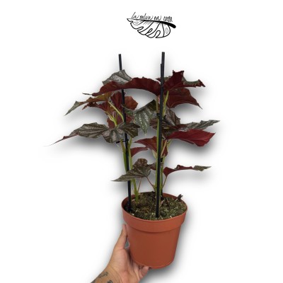 Begonia 'Looking Glass'