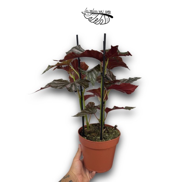 Begonia 'Looking Glass'