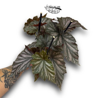 Begonia 'Looking Glass' 2
