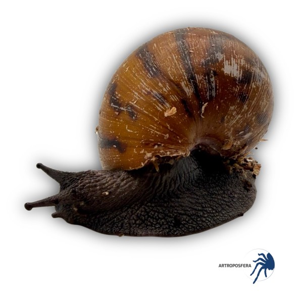 Lisachatina achatina