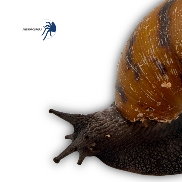 Lisachatina achatina