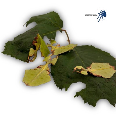 Phyllium giganteum 2