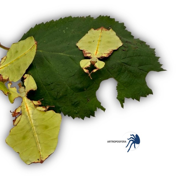 Phyllium giganteum