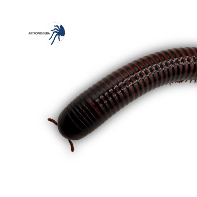 Spirostreptus sp. Thailandia