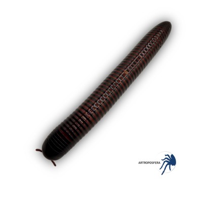 Spirostreptus sp. Thailandia 2