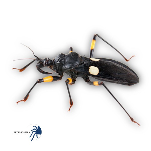 Platymeris biguttatus