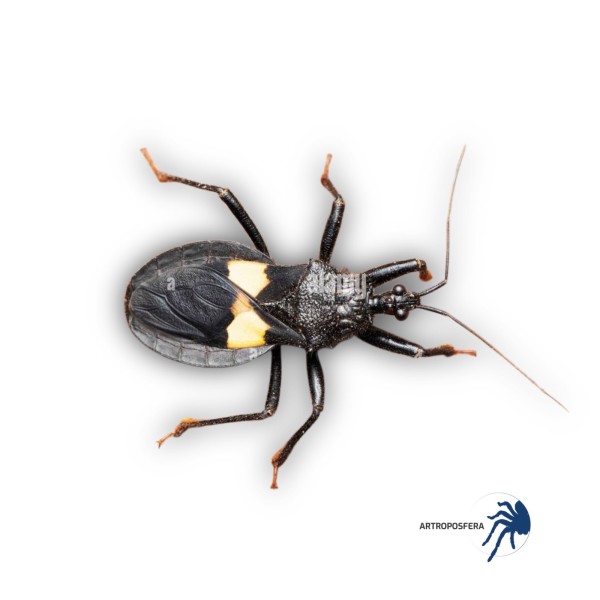 Platymeris guttatipennis