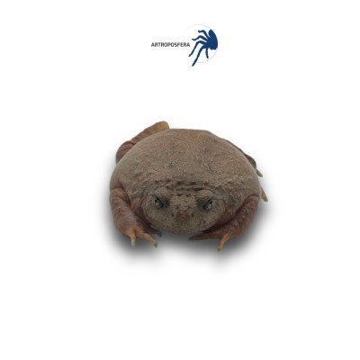 Calluella guttulata 2