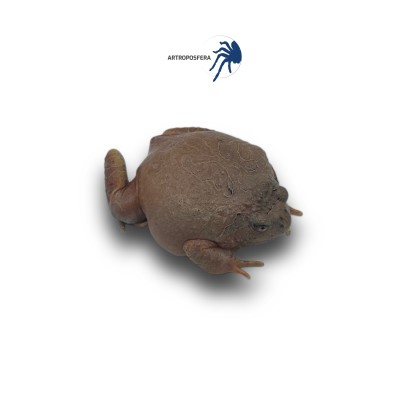 Calluella guttulata