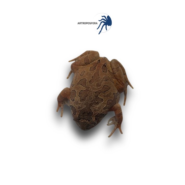 Calluella guttulata