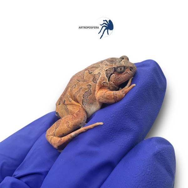 Calluella guttulata