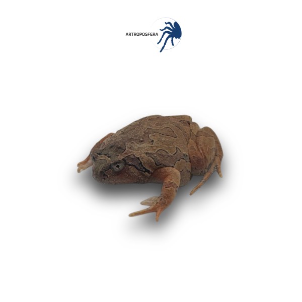 Calluella guttulata