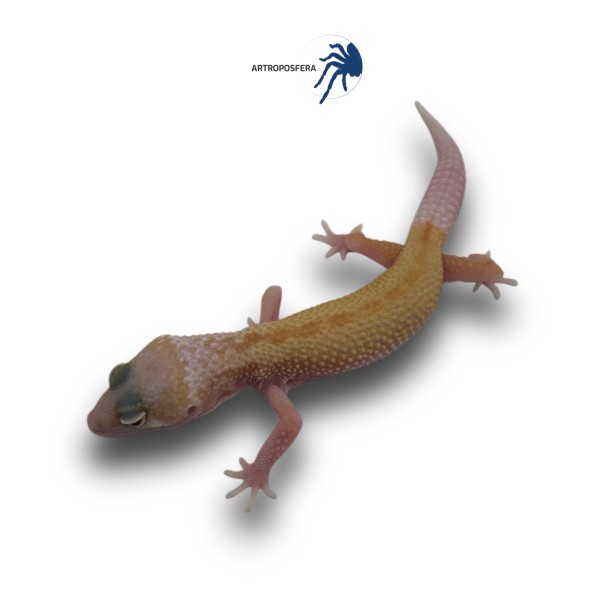 Eublepharis macularius