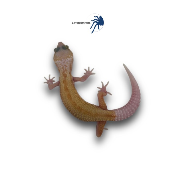 Eublepharis macularius