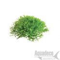 Aquafleur Easy Grow 13 Leptodictyum Riparum. 2