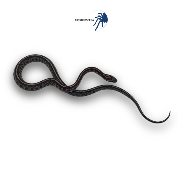 Pantherophis guttatus