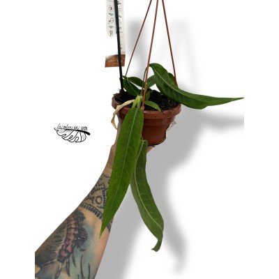 Anthurium Pallidiflorum SMALL 2