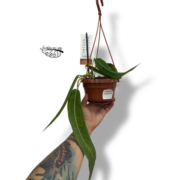 Anthurium Pallidiflorum SMALL