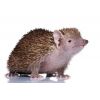 Tenrec echinops telfairi NZ2022