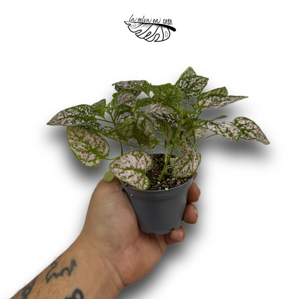 Hypoestes phyllostachya
