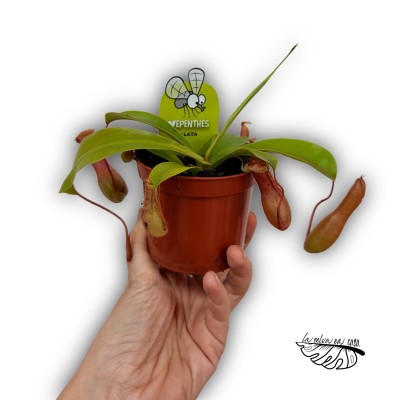 Nepenthes MIX