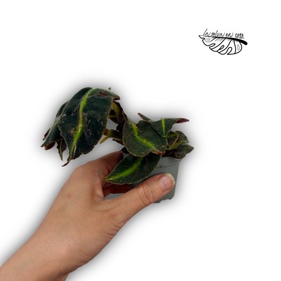 Begonia Listada