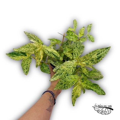 Pellionia repens VARIEGATA SMALL 2