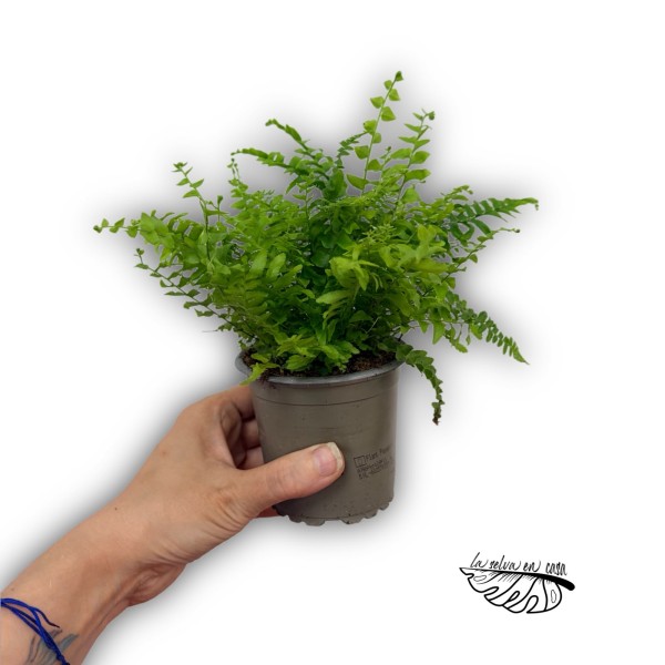 Nephrolepis exaltata 'Vitale'