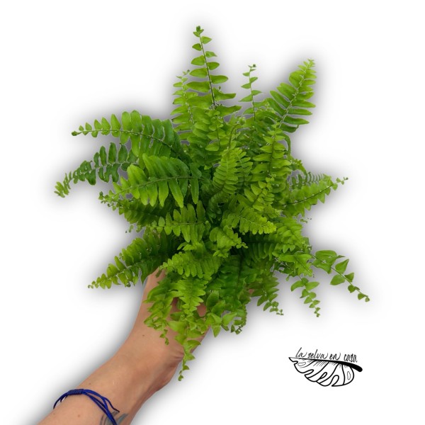 Nephrolepis exaltata 'Vitale'