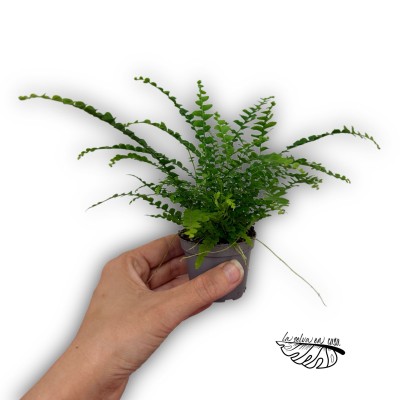Nephrolepis exaltata ‘Duffy’
