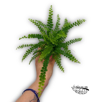 Nephrolepis exaltata ‘Duffy’ 2