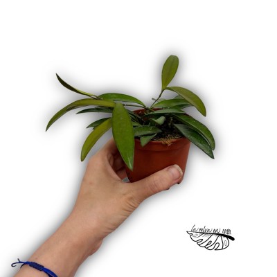 Hoya Callistophylla MINI