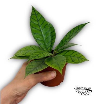 Hoya Callistophylla ''KAL'' SMALL