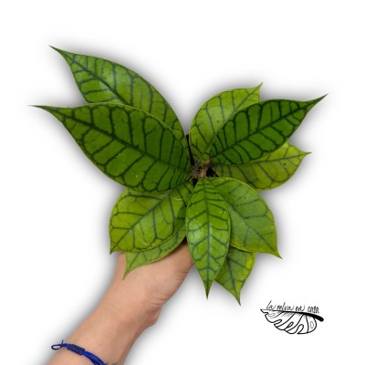 Hoya Callistophylla ''KAL'' SMALL 2