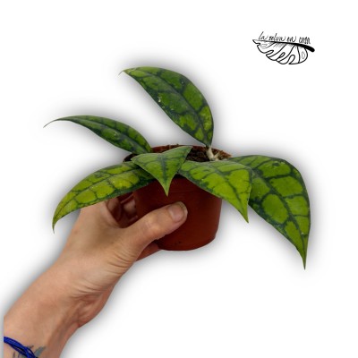Hoya Callistophylla MINI