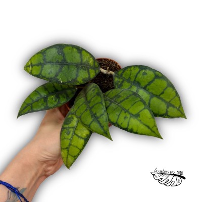 Hoya Callistophylla MINI 2