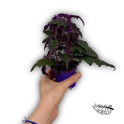 Gynura aurantiaca 'Purple Passion'