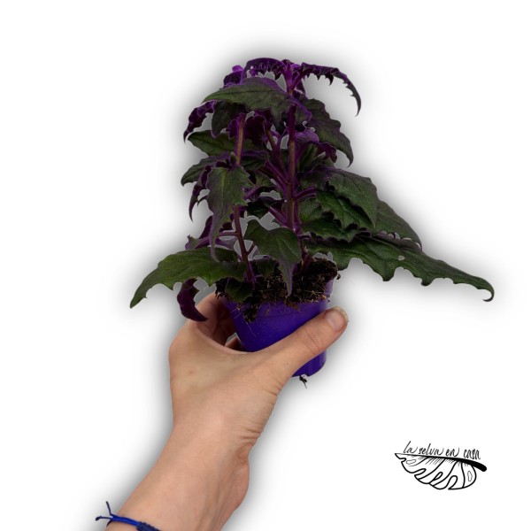 Gynura aurantiaca 'Purple Passion'