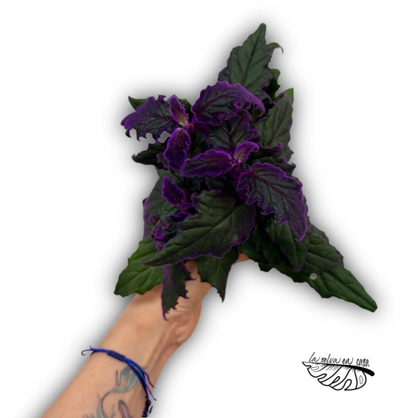 Gynura aurantiaca 'Purple Passion'