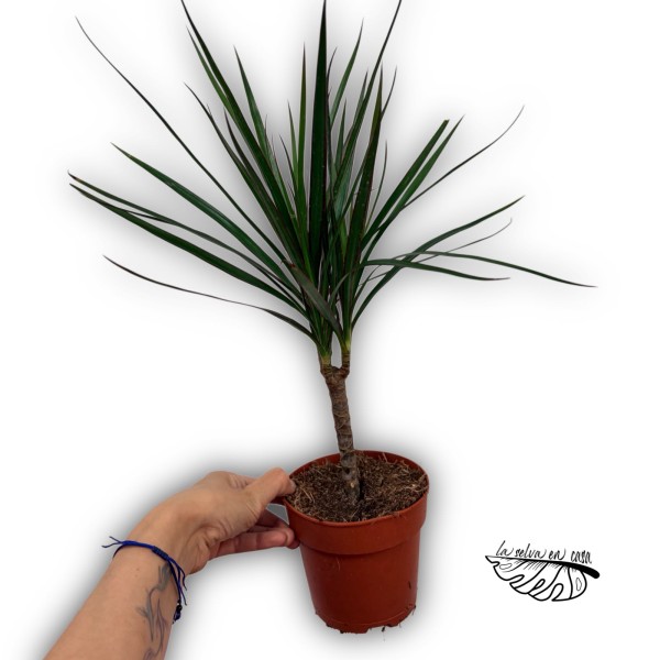Dracaena marginata