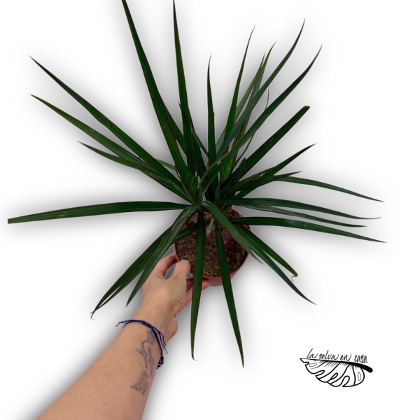 Dracaena marginata